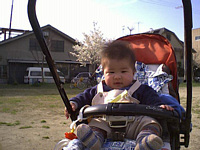 桜も満開できれいだね.僕の笑顔も満開.