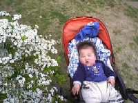 お花って食べれる?