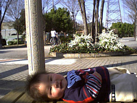 雪やなぎがきれいだね.僕も美人?