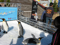 ؂񂬂񂾂悧`.p\RŃAj̃yM͂悭Ă邯ǁC{̂قX}[gȂ񂾂.