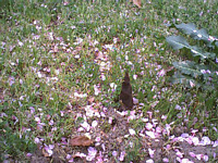 t̂P@̂(̌ɐ̂?ɒ|͈{Ȃ)