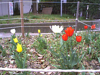 t̂R@`[bv(̌͋ߏ̐lĂ̂悭)