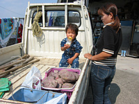 Č,傫ςł?l@񂾂.č̎ʐ^̒ʂ艽@ĂȂǂ.