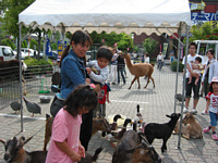 山羊の大群が急に押し寄せてきて,慌ててままに抱きついて足も目一杯上に上げてます.