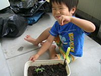 朝顔が芽を出してかわいい双葉が出来ました♪